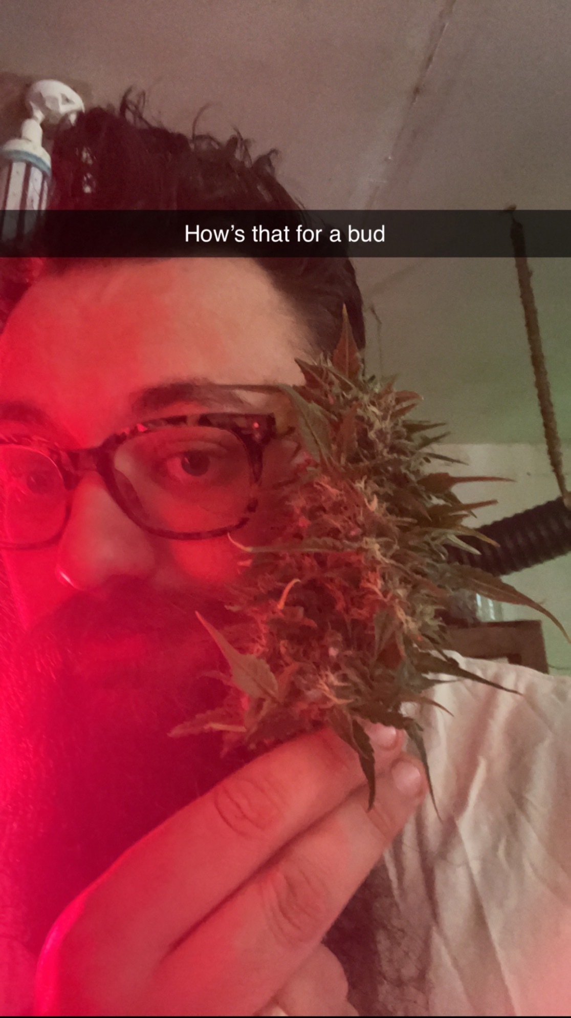 Cannabear